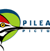 Image of Pileated Pictures