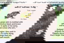Game image #1 of Frog Minutes Game image #1 of Frog Minutes