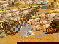 Game image #1 of Westward IV - All Aboard