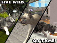 Game image #2 of Ultimate Cat Simulator Game image #2 of Ultimate Cat Simulator