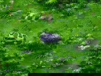 Game image #3 of The Lost World: Jurassic Park Game image #3 of The Lost World: Jurassic Park