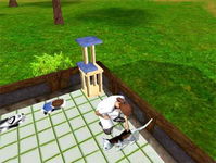 Game image #1 of Paws and Claws: Pet Vet Game image #1 of Paws and Claws: Pet Vet