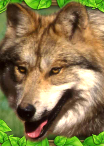 Profile picture of Wildlife Simulator: Wolf