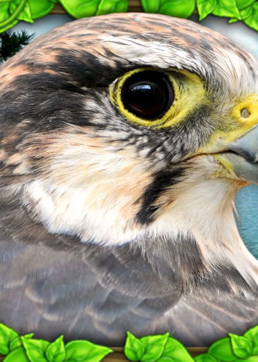 Profile picture of Falcon Simulator